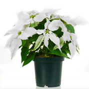 Poinsettia blanc, Etoile de Noël blanche / Euphorbia pulcherrima alba